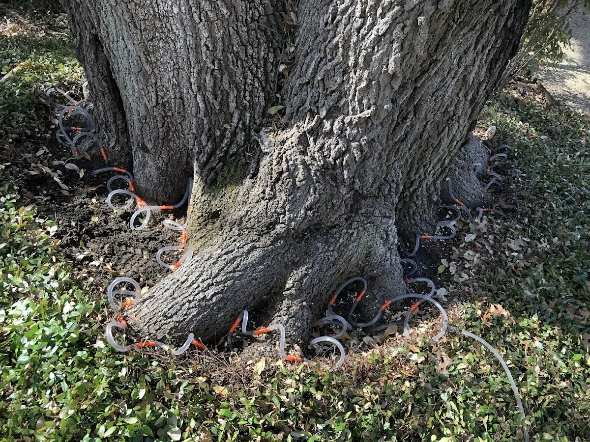 Detailed Tree Cabling and Bracing job site in Mary D