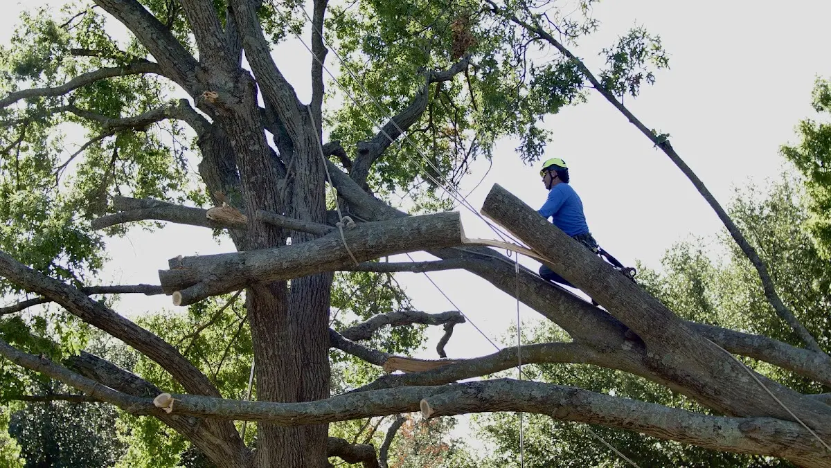 Professional Crown Thinning performed by certified arborists in Mary D