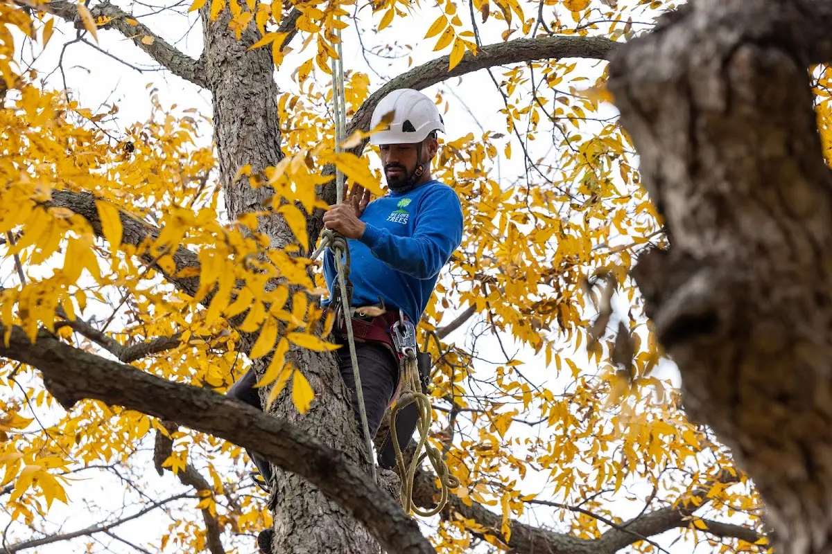 Skilled Tree Trimming crew working in Mary D