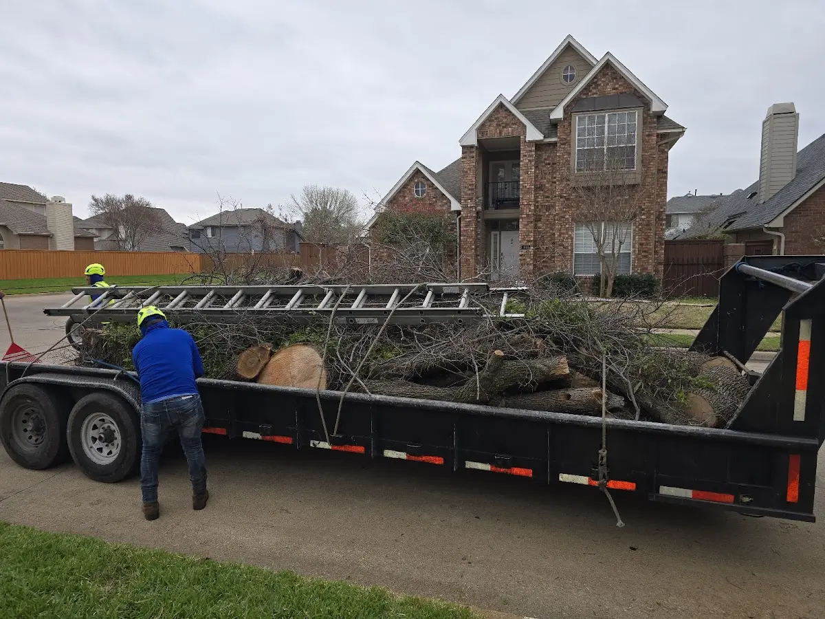 Expert Tree Removal with proper safety equipment in Mary D